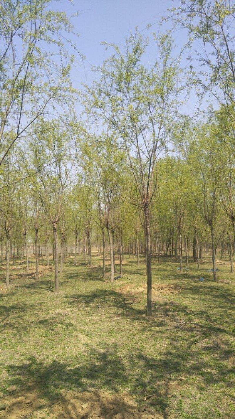 垂柳柳树平头发帽垂柳百茂园林常年供应各种规格
