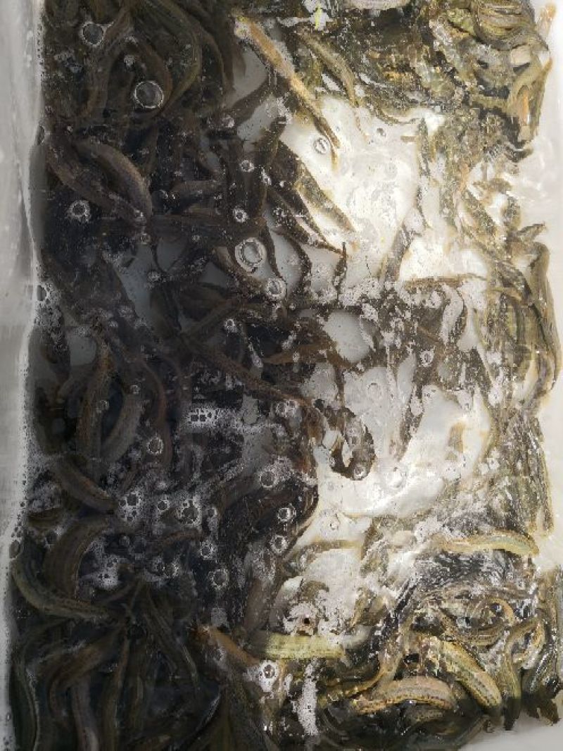 泥鳅苗统货