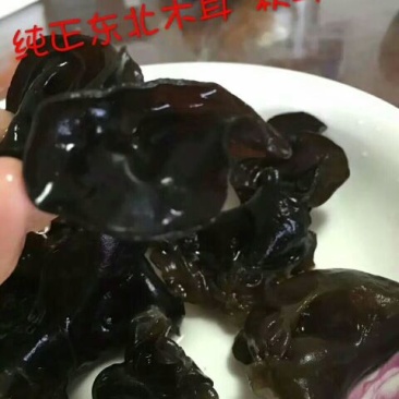黑木耳特级