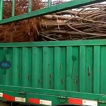 樱桃树10cm以下