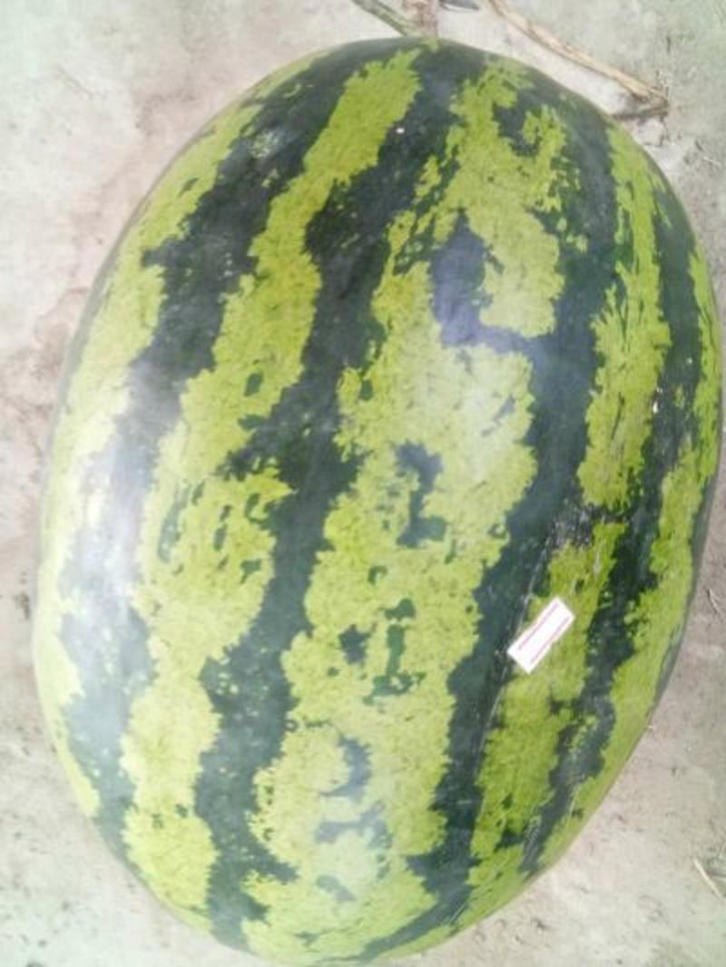【实力】绿宝西瓜，优质货源，反季节西瓜，个头大，瓤口红