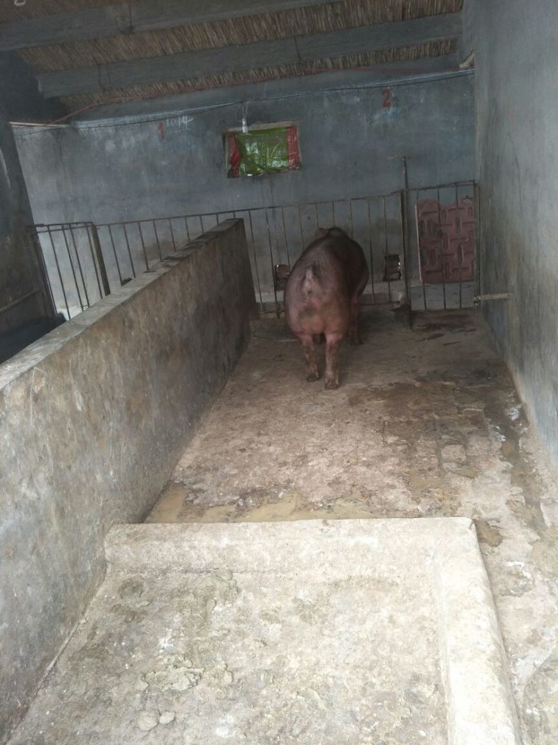 种猪杜洛克种猪
