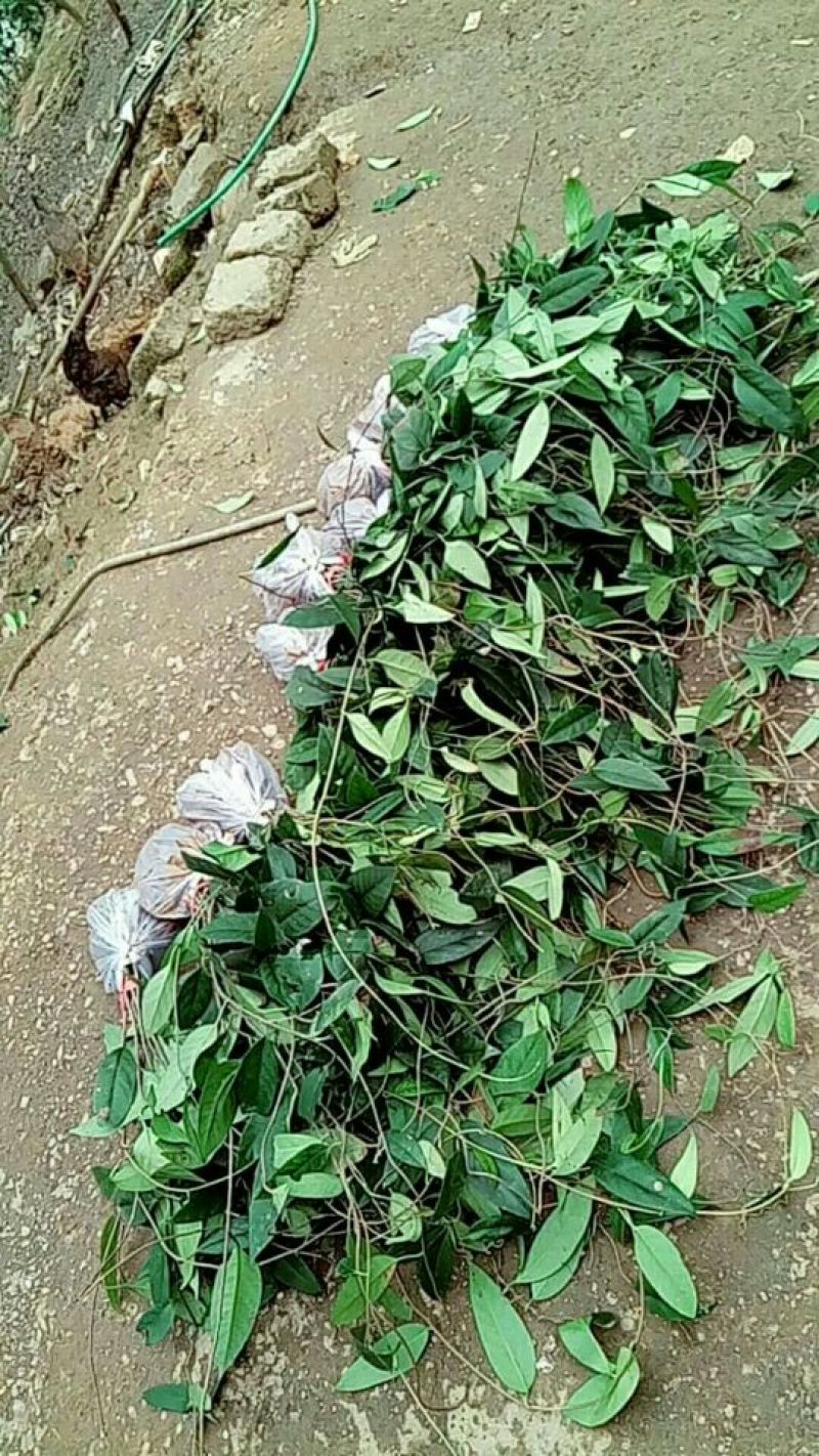 布福娜树苗30~50cm