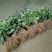 布福娜树苗30~50cm