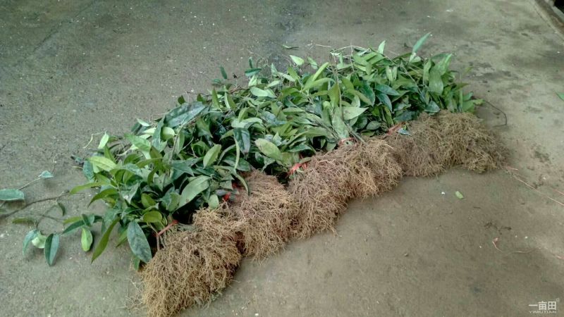 布福娜树苗30~50cm