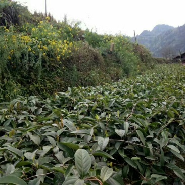 布福娜树苗30~50cm