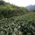 布福娜树苗30~50cm