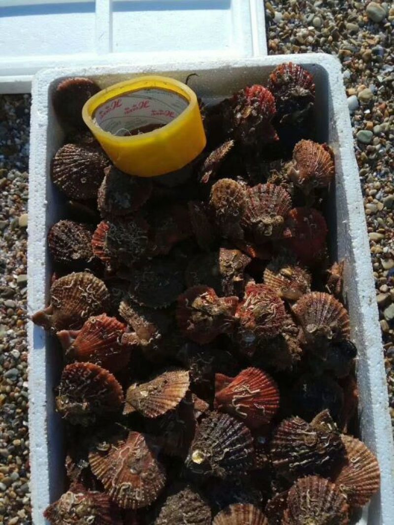 栉孔扇贝食用鲜活10~20只/kg