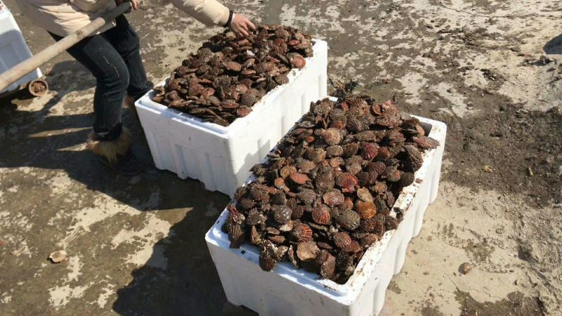 栉孔扇贝食用鲜活10~20只/kg