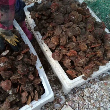栉孔扇贝食用鲜活10~20只/kg