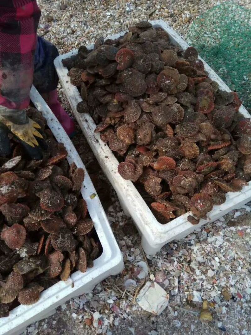 栉孔扇贝食用鲜活10~20只/kg