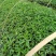 花椒苗0.5~1年