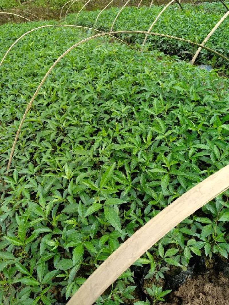 花椒苗0.5~1年
