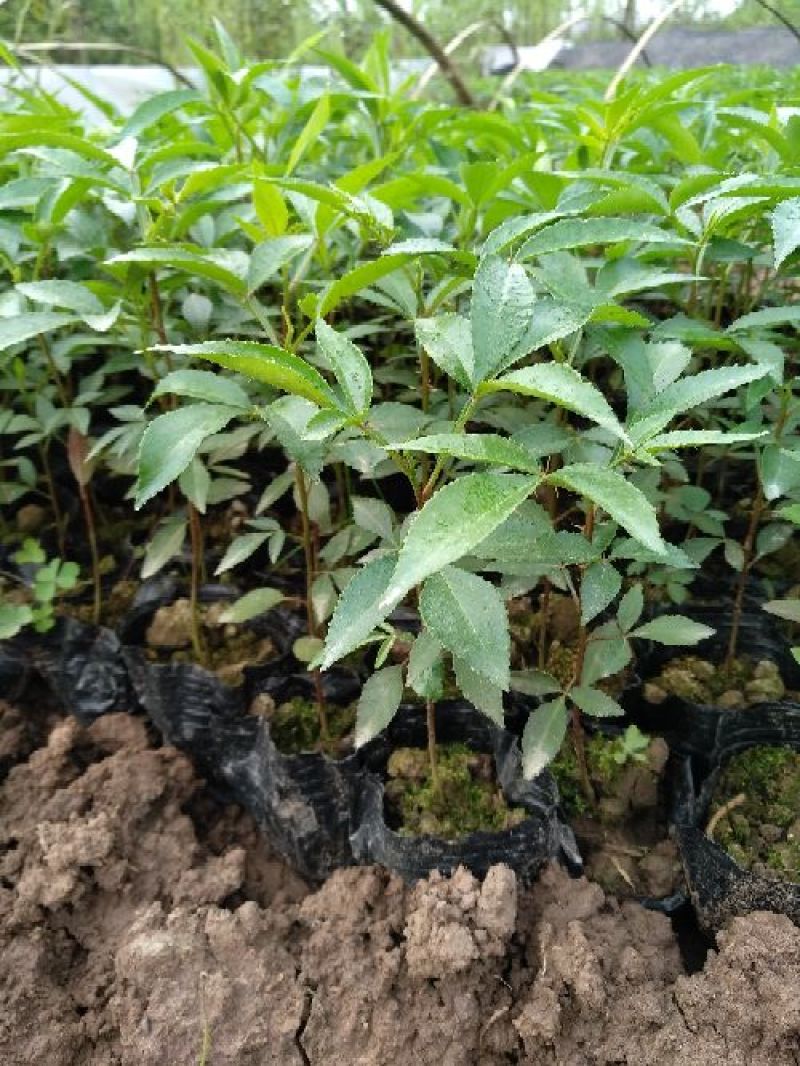 花椒苗0.5~1年