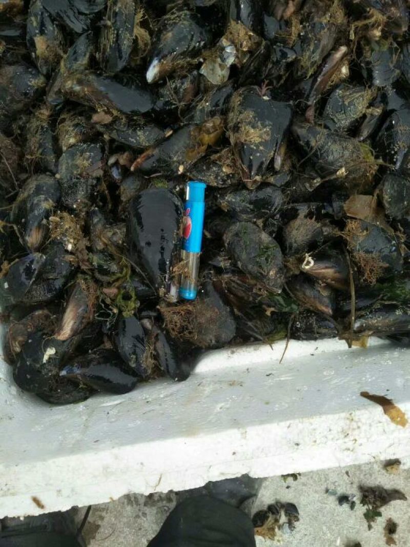 鲜贝