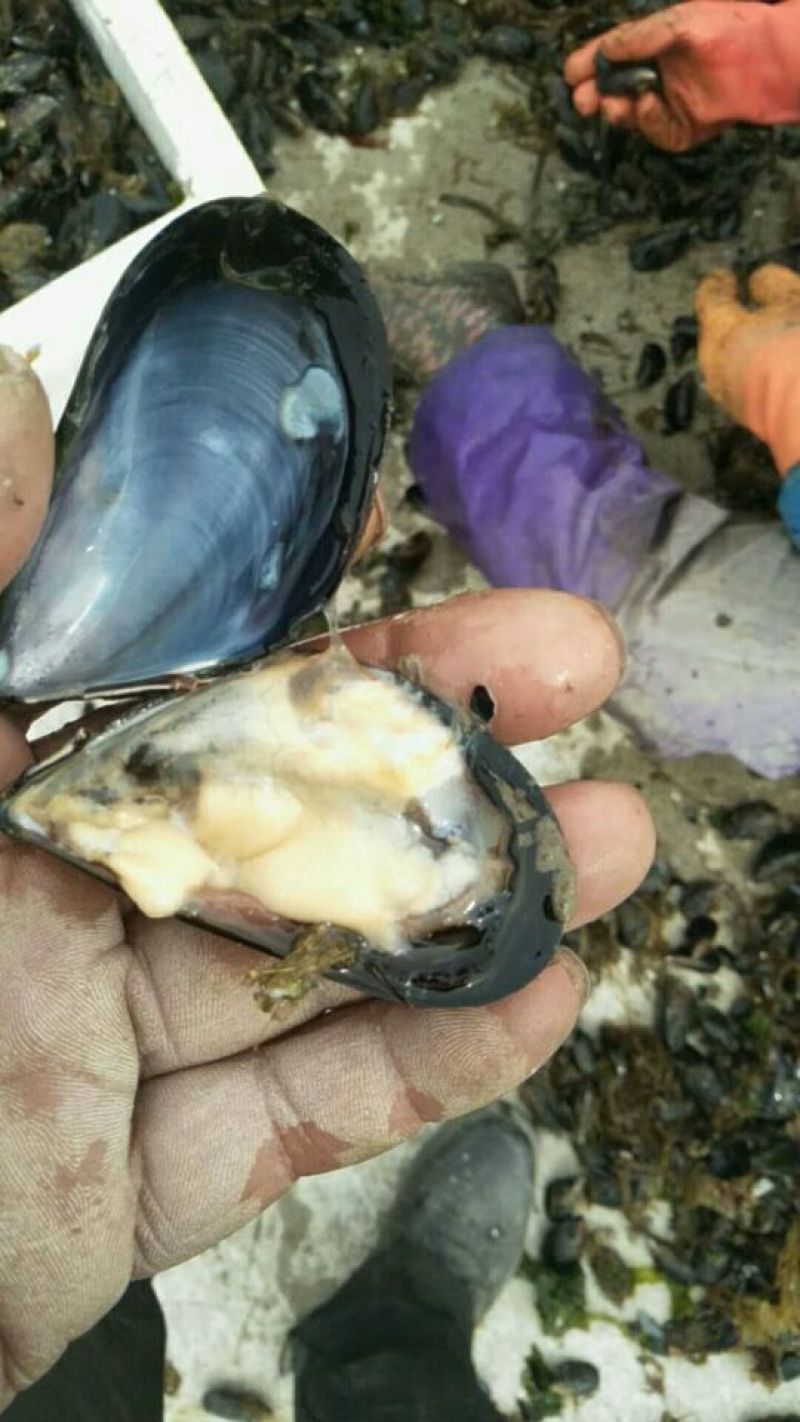 鲜贝
