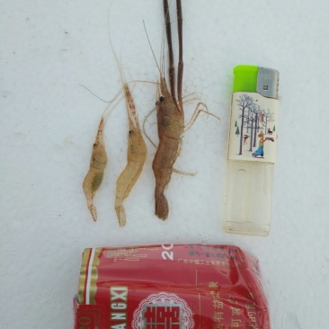 河虾活虾13~15只/kg