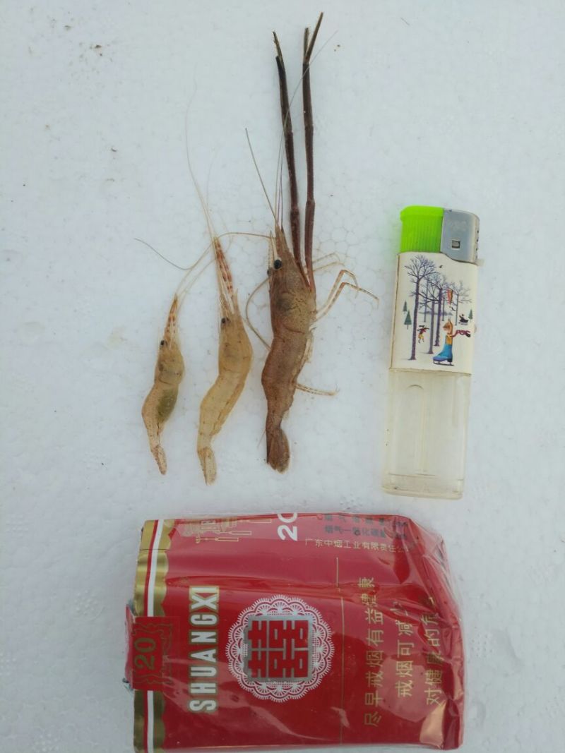 河虾活虾13~15只/kg