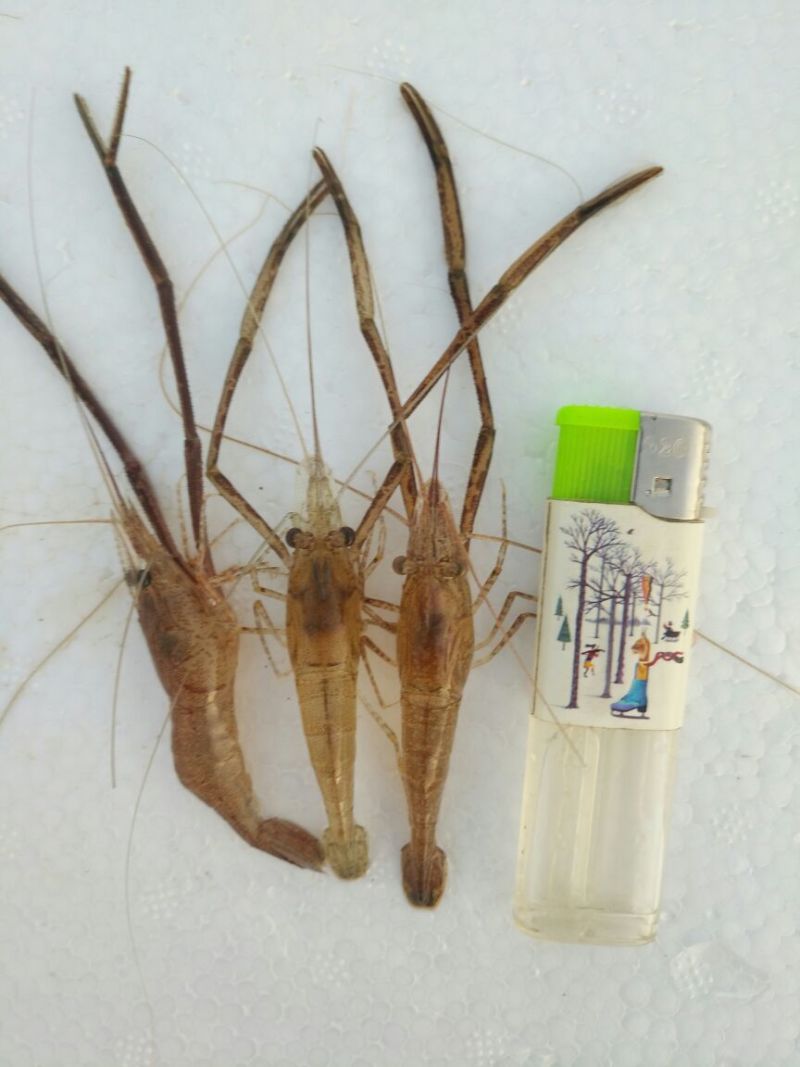 河虾活虾13~15只/kg