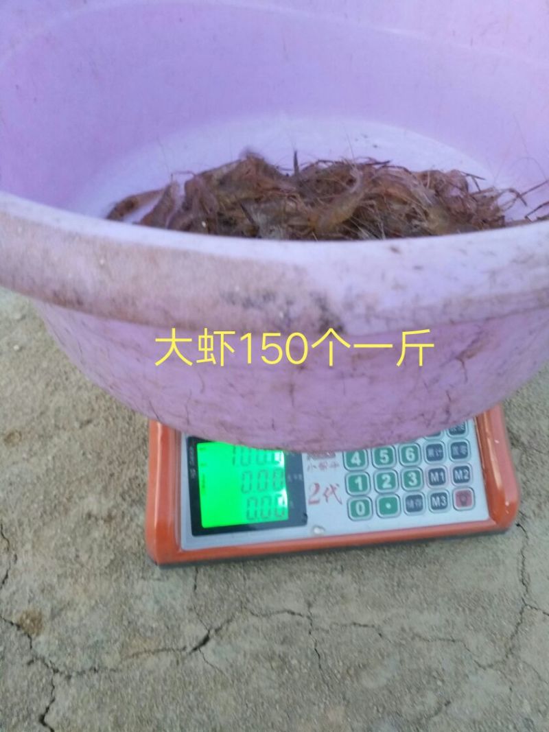 河虾活虾13~15只/kg