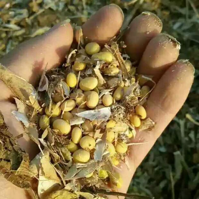 湖南椭圆形优质黄豆，黄脐，早黄豆，打豆浆，做豆腐，豆芽菜