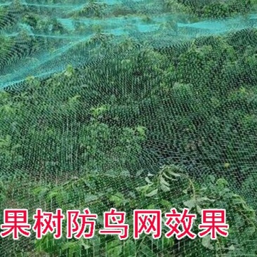 防鸟网每平方