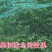 防鸟网每平方