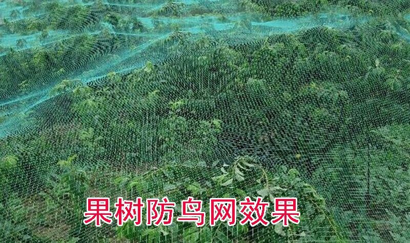 防鸟网每平方