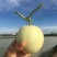 陕甜甜瓜精品5斤