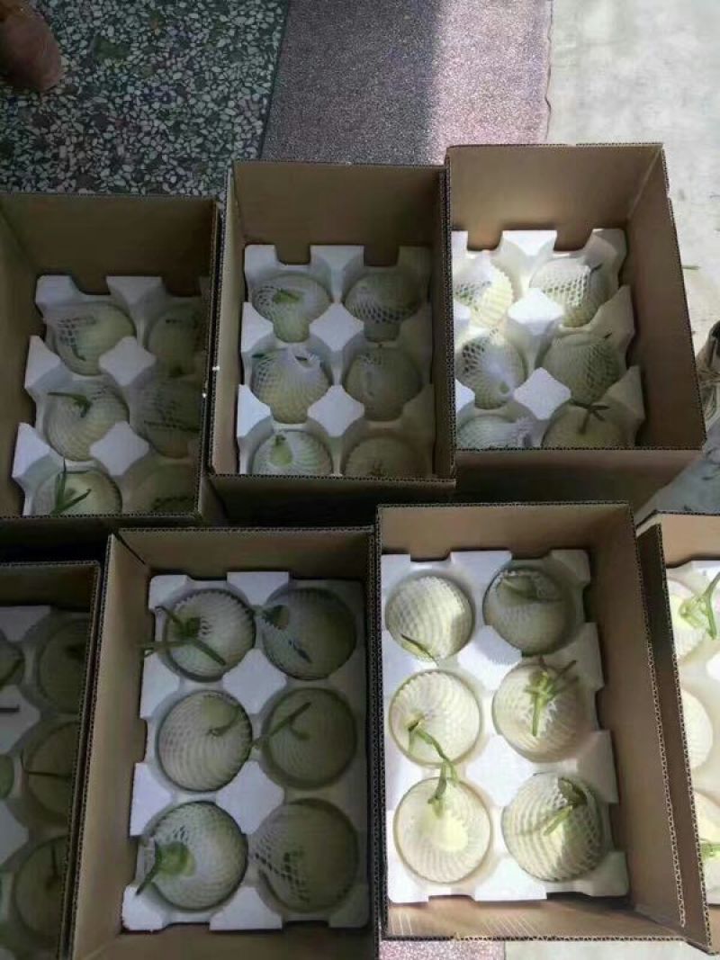 陕甜甜瓜精品5斤