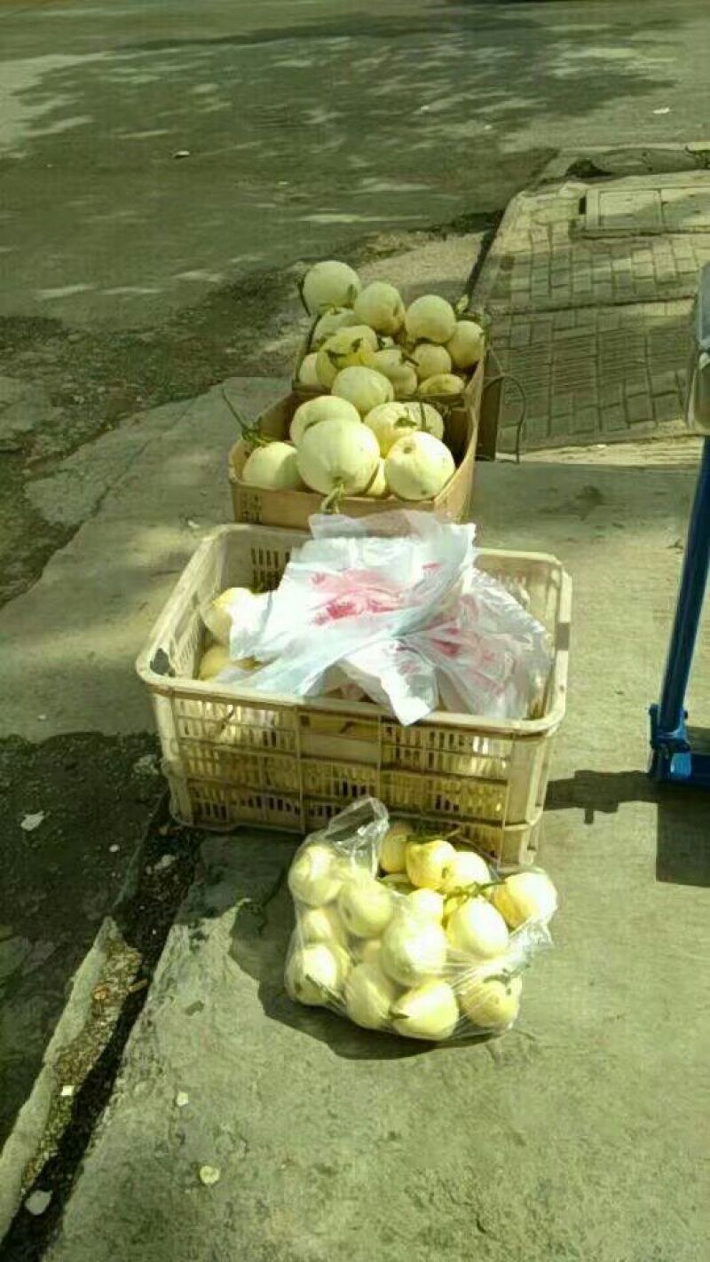 白莎蜜甜瓜0.5斤以上通货，产地直发。欢迎进店联系