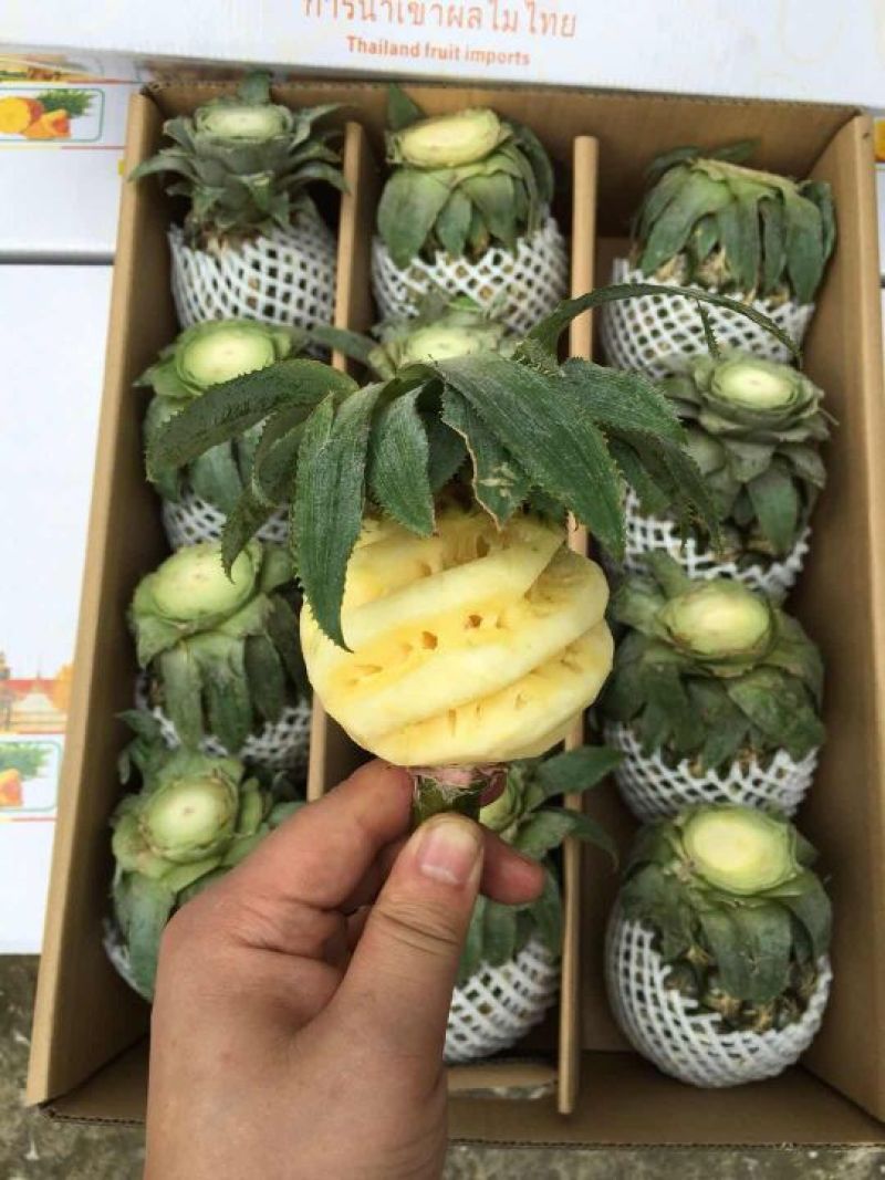 泰国小菠萝1~1.5斤