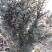 曼地亚红豆杉苗40~50cm
