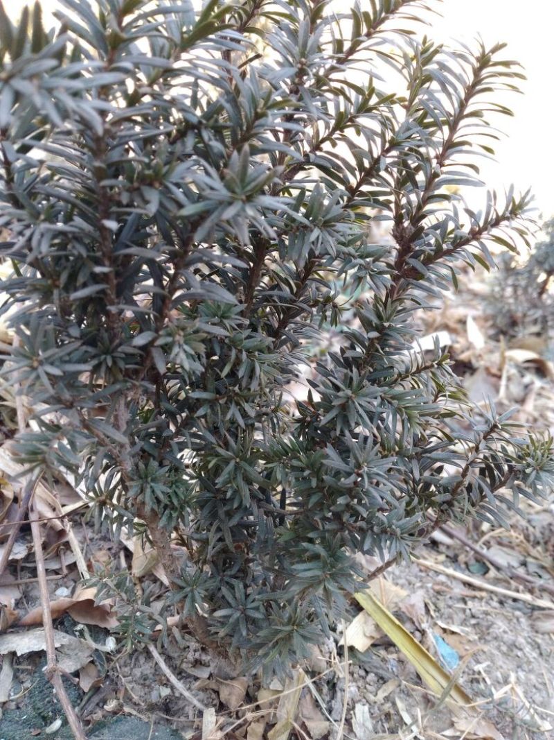 曼地亚红豆杉苗40~50cm