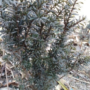 曼地亚红豆杉苗40~50cm