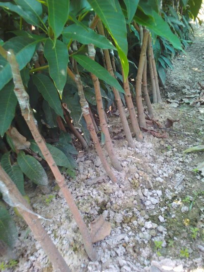四季蜜芒芒果苗地径2公分以上裸根树干包薄膜大苗成活率高