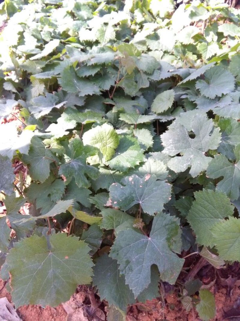 夏黑葡萄苗30cm以下1年
