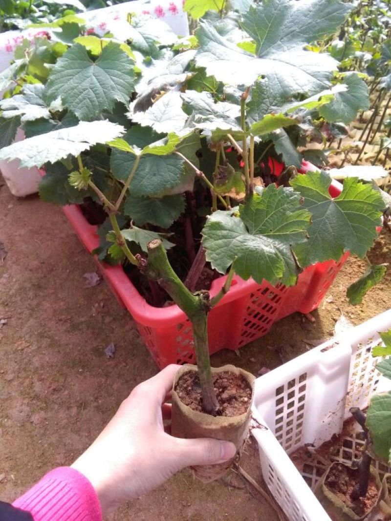 夏黑葡萄苗30cm以下1年