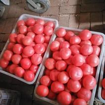 精品，硬粉西红柿，产地直供，质优价廉，对接商超！