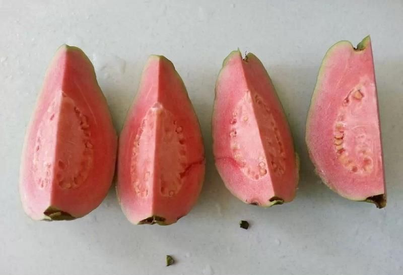西瓜番石榴苗30~50cm