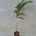 西瓜番石榴苗30~50cm