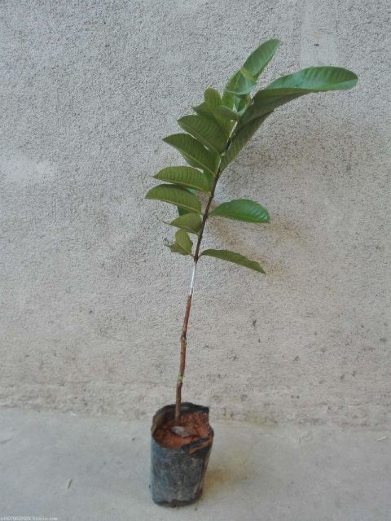 西瓜番石榴苗30~50cm