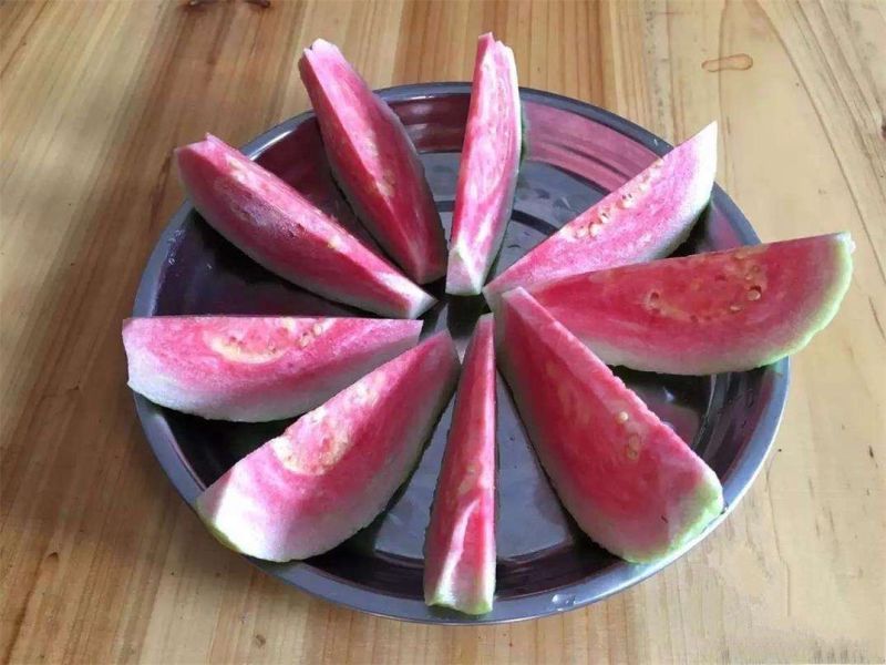西瓜番石榴苗30~50cm