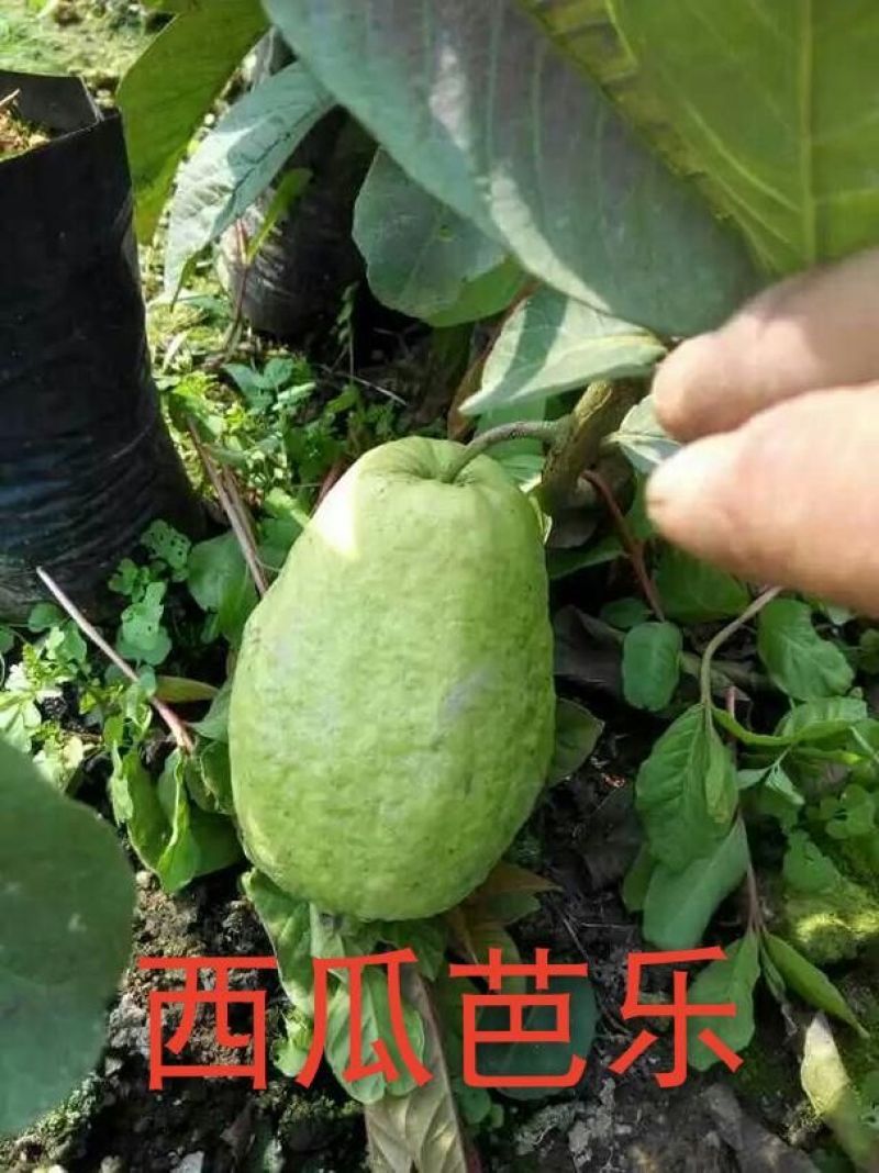西瓜番石榴苗30~50cm