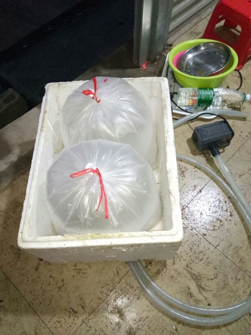 黄翅鱼黄脚立鱼苗
