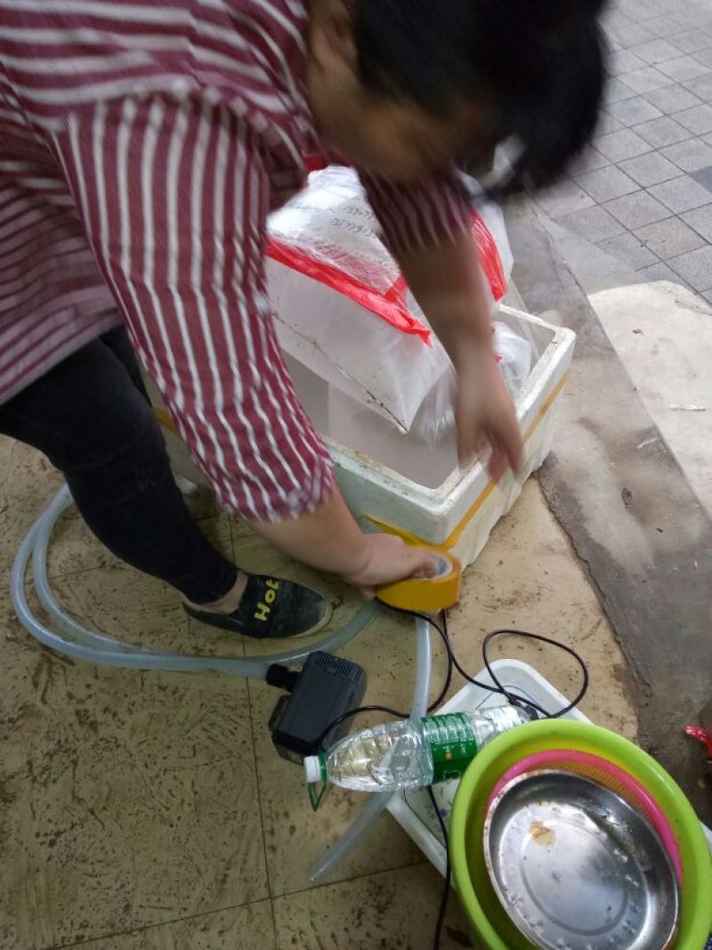 黄翅鱼黄脚立鱼苗