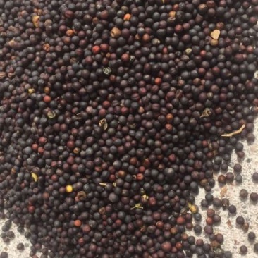 油菜籽2级