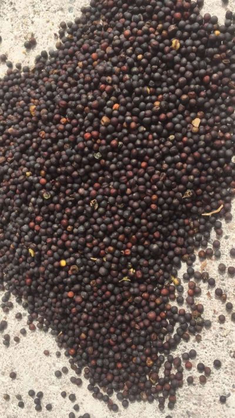 油菜籽2级