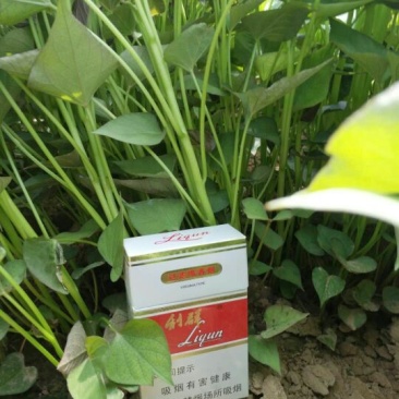 龙薯九号红薯苗25~35cm冷棚苗，大田苗，1万棵以上