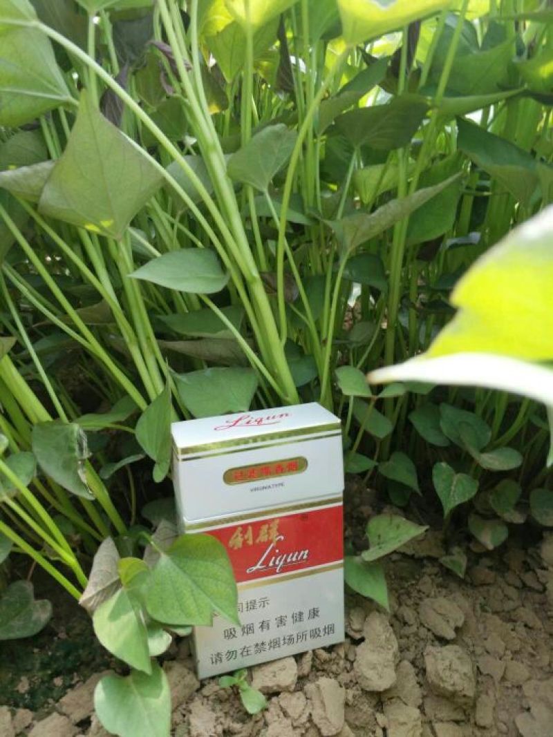 龙薯九号红薯苗25~35cm冷棚苗，大田苗，1万棵以上